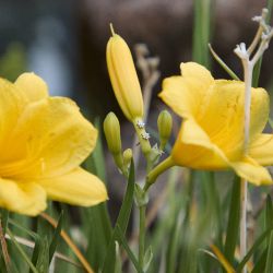 Pendientes oro flor con brillantes cierre presión